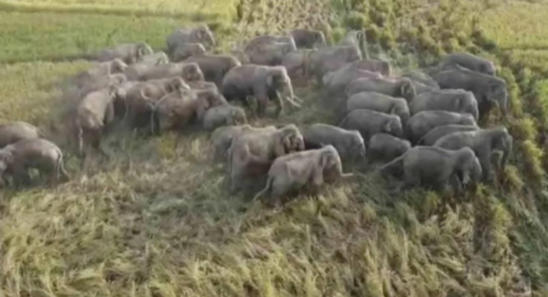  वन परीक्षेत्र मे हाथियों का आतंक, क्षेत्र वासियों में दहशत