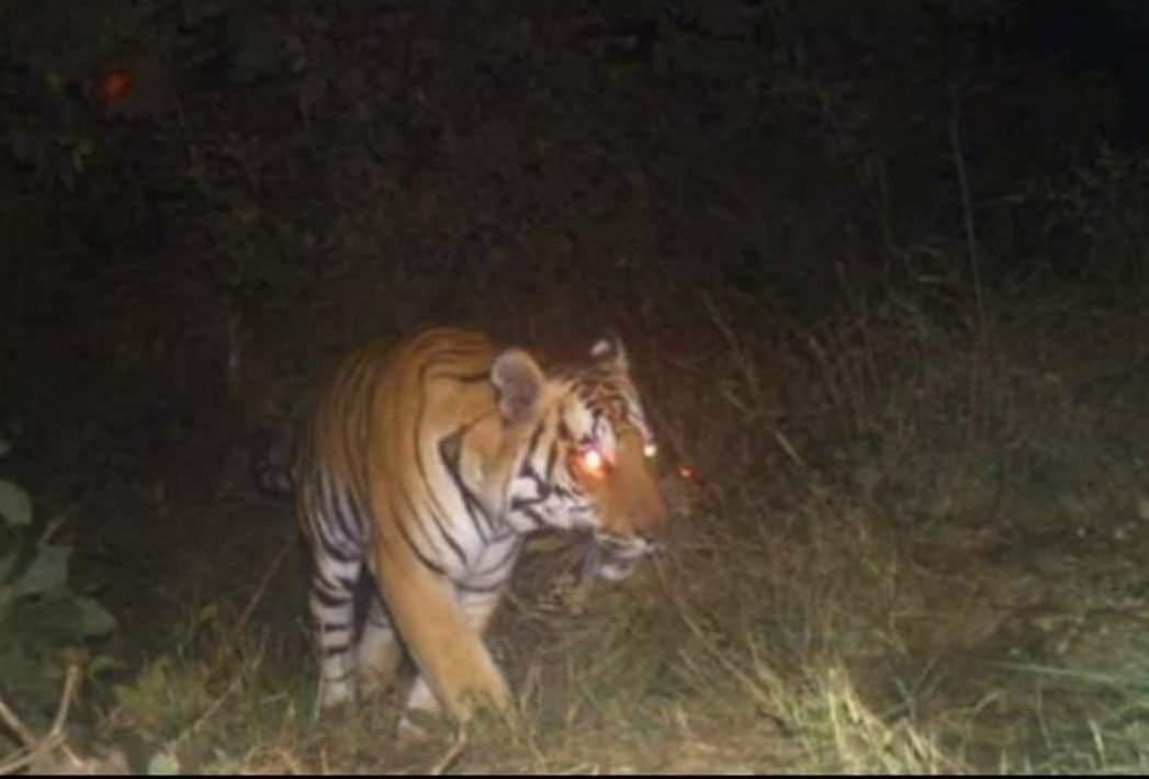 BALRAMPUR : बलरामपुर-रामानुजगंज सीमा में बाघ का विचरण,  सहमें लोग