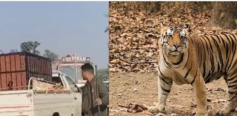  WILD : वन में विचरण कर रहे नर बाघ का वन विभाग ने रेस्क्यू कर तमोर पिंगला टायगर रिजर्व के क्षेत्र में सुरक्षित छोड़ा