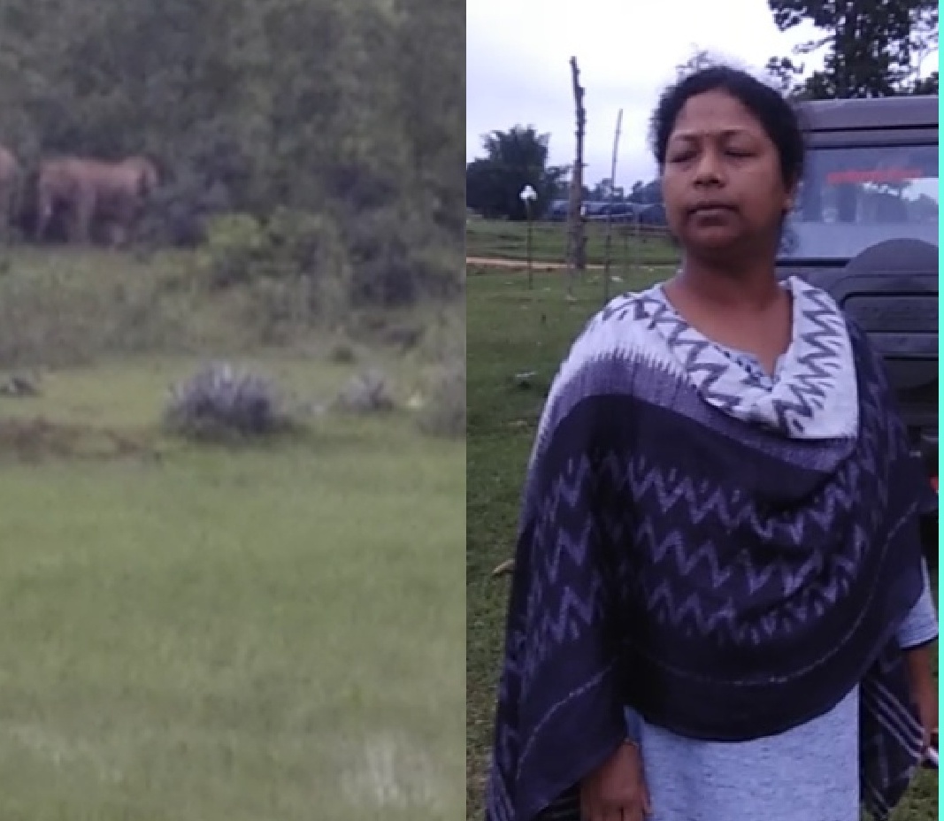 AMBIKAPUR : अंबिकापुर पंहुचा 6 हाथियों का दल , सड़क जाम, ग्रामीणों में दहशत